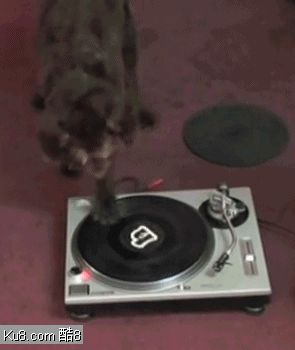 GIF动态图：会打碟的汪星人DJ狗