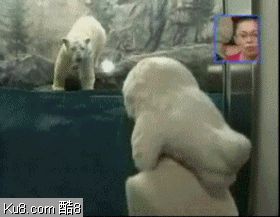 GIF动态图：北极熊凶狠攻击画面