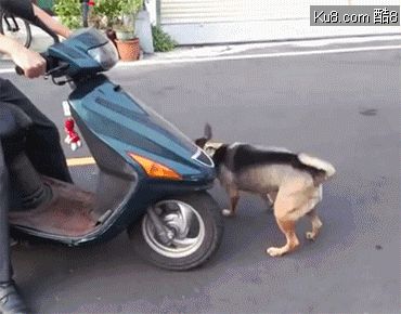 GIF动态图：会骑摩托车的狗狗