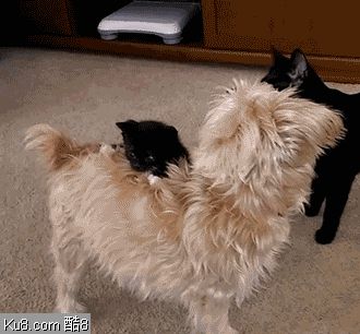 GIF动态图：猫狗和睦相处