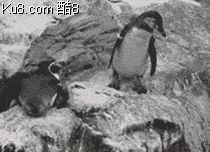 GIF动态图：企鹅被同伴绊倒