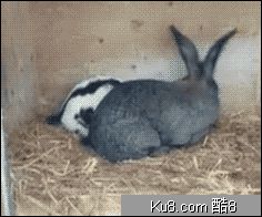 GIF动态图：兔子交配视频