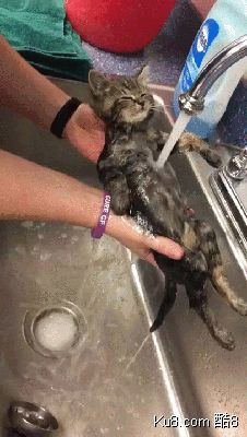 GIF动态图：如何让宠物乖乖洗澡