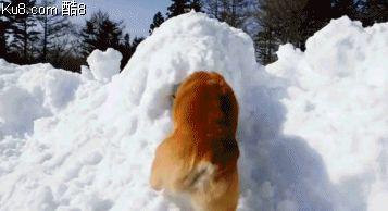 GIF动态图：柯基开心玩雪
