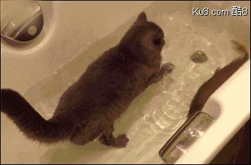 GIF动态图：不敢吃鱼的猫