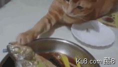 GIF动态图：主人面前想偷吃鱼的小猫