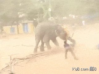 GIF动态图：大象杀人