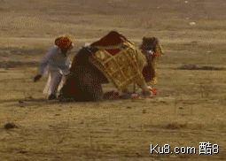 GIF动态图：骆驼袭击主人