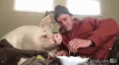 GIF动态图：养猪当宠物