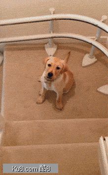 GIF动态图：狗狗趴着下楼梯