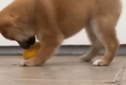 狗狗和柠檬之间的战斗
