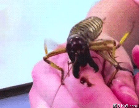 GIF动态图：有人知道这是什么虫子吗？