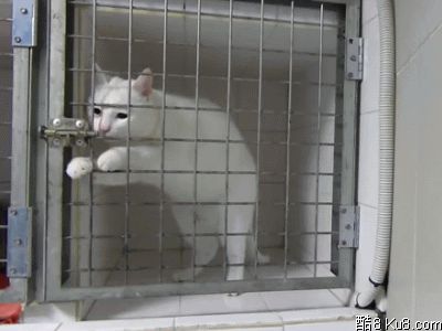 GIF动态图：一只自己会开锁的猫咪