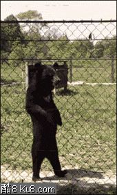 GIF动态图：动物园黑熊站立行走