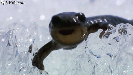 GIF动态图：冰块雪地里的蜥蜴可爱萌动张嘴图