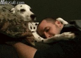 GIF动态图：狗狗抱着主人睡觉