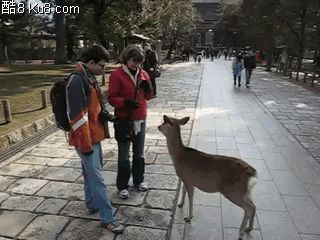 GIF动态图：小鹿向路人鞠躬要吃的