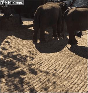 GIF动态图：大象摔倒