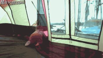 GIF动态图：狗狗穿越透明帐篷摔倒