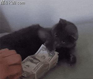 GIF动态图：猫咪不让主人懂它的美元钱