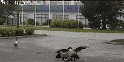 GIF动态图：鸭子在马路上追赶打闹被汽车压死