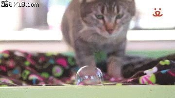 GIF动态图：猫咪玩肥皂泡泡