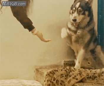 GIF动态图：主人和狗狗握手猫咪嫉妒