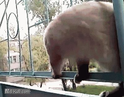 GIF动态图：猫咪扭动身体轻松穿过栏杆