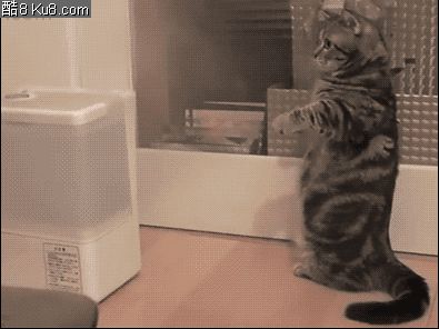 GIF动态图：猫咪第一次见加湿器吓坏了