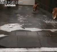 GIF动态图：狗狗在冰层上奔跑摔倒