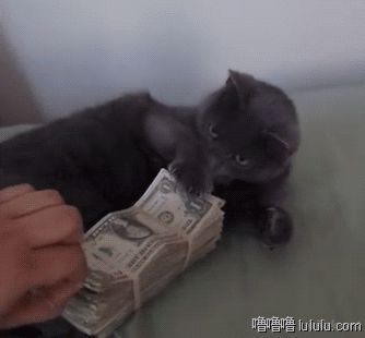 GIF图：猫咪 钱