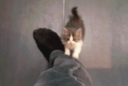 可爱的猫咪一路往上爬