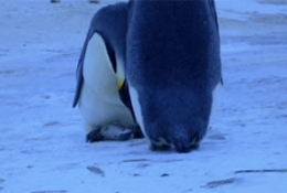 企鹅妈妈尝试哺喂死去的企鹅宝宝