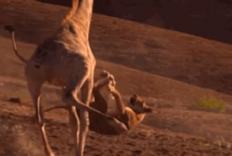 长颈鹿的跑姿如此尴尬