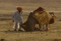 一脚踢飞主人的骆驼