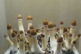 论蘑菇的勃起