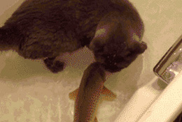 猫与鱼的那些事