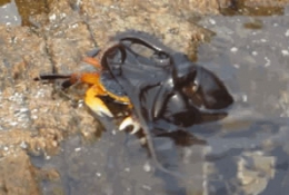 章鱼竟然从水里跳出来捕捉螃蟹