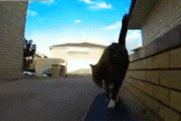 极限滑板猫
